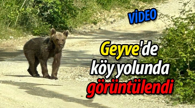 Geyve'de köy yolunda yavru ayı böyle görüntülendi