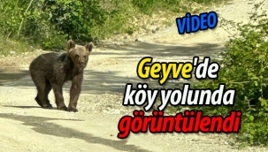 Geyve'de köy yolunda yavru ayı böyle görüntülendi
