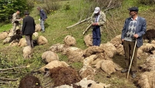 Ayılar 76 koyunu öldürdü