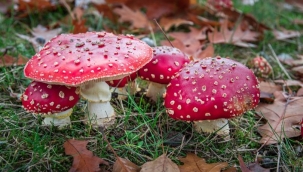 Bakan Koca: "Her 100 hastadan 3'ü vefat ediyor" diyerek uyardı