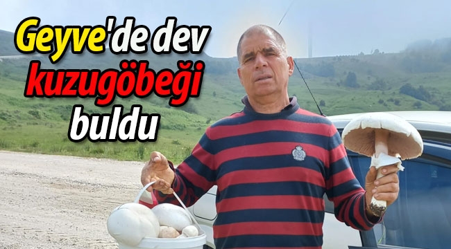 Geyve'de dev kuzugöbeği mantarı buldu