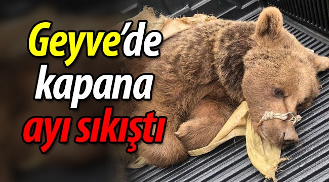 Geyve'de, domuz kapanına ayı sıkıştı