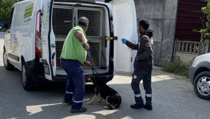 Geyve'de nihayet sokak köpekleri toplanıyor