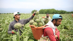 Pamukova'da enginar üreticinin yüzü gülüyor