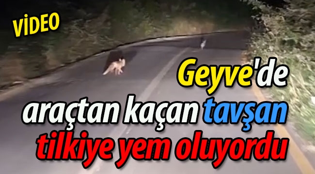 Geyve'de araçtan kaçan tavşan, tilkiye yem oluyordu