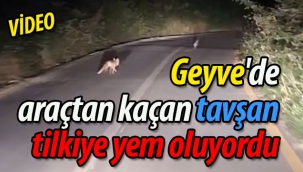 Geyve'de araçtan kaçan tavşan, tilkiye yem oluyordu