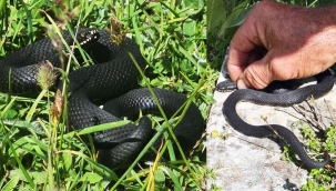 Sakarya çevresine özgü zehirli yılan türü böyle görüntülendi