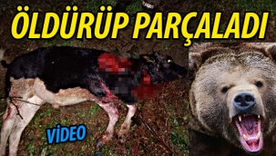 Yaylada saldırı.. Öldürüp parçaladı!