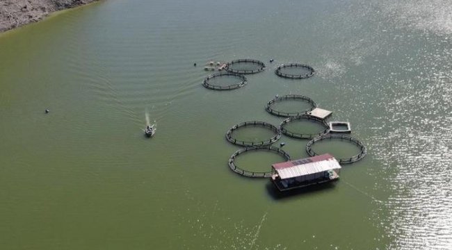 Binlerce balık yayılmıştı! O barajda balık tutmak yasaklandı
