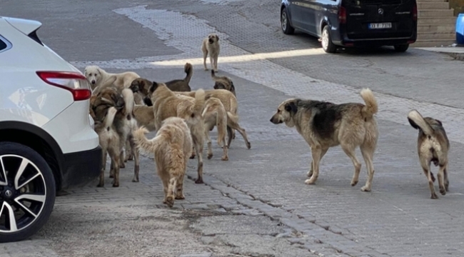 Bolu'ya farklı illerden köpek bırakanlara milyonluk ceza