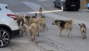 Belediyelere sahipsiz köpek başına 71 bin TL ceza kesilecek