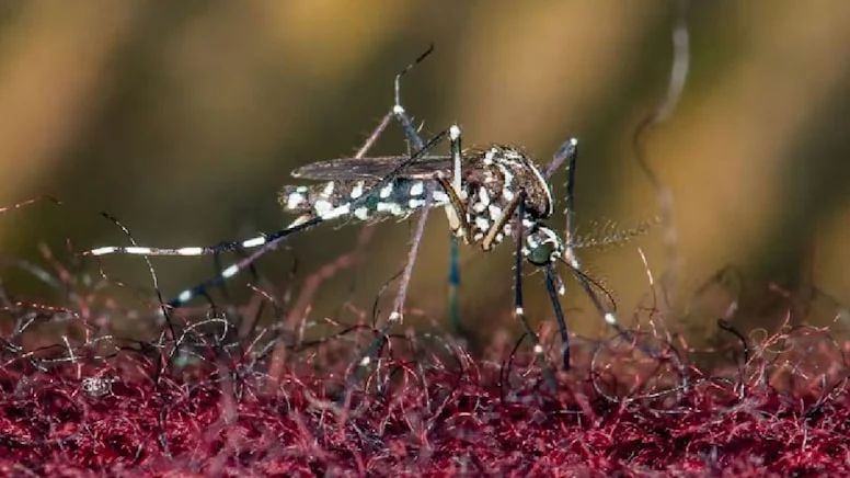  'Kaplan sivrisineği' alarmı