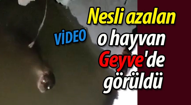 Nesli azalan o hayvan Geyve'de görüldü