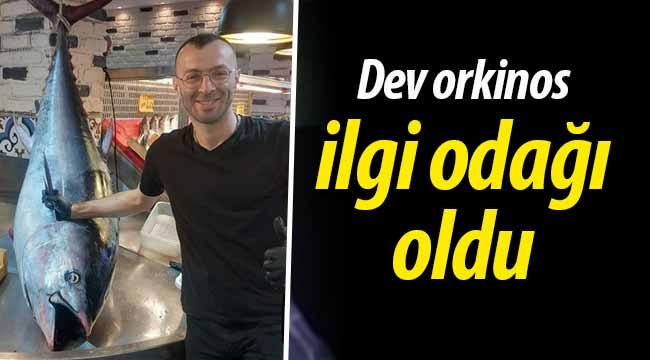 250 kg.'lık dev orkinos ilgi odağı oldu!