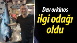 250 kg.'lık dev orkinos ilgi odağı oldu!