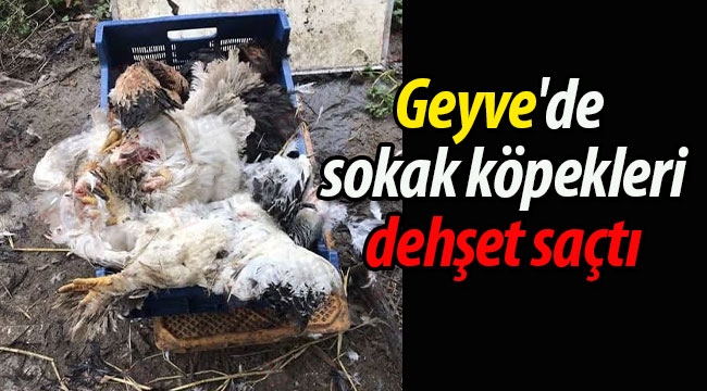 Geyve'de Sokak köpekleri dehşet saçtı