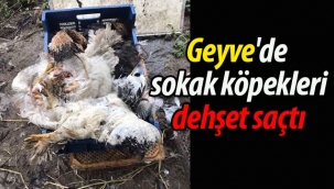 Geyve'de Sokak köpekleri dehşet saçtı