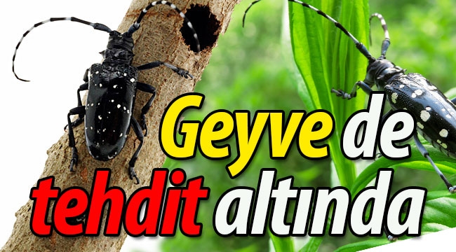 Geyve de tehdit altında!