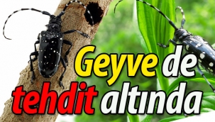 Geyve de tehdit altında!