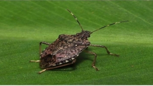 Ziraatçılardan dikkat çeken uyarı: 'Bu böceği gördüğünüz yerde öldürün'