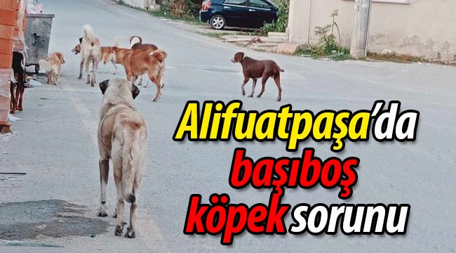 Alifuatpaşa'da başıboş köpek sorunu