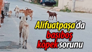 Alifuatpaşa'da başıboş köpek sorunu