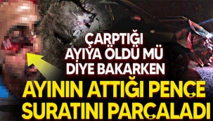 Çarptığı ayının attığı pençe suratını parçaladı