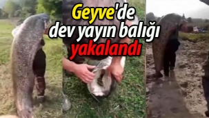 Geyve'de dev yayın balığı yakalandı!