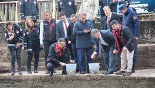 Sakarya Nehrine 5 bin mersin balığı bırakıldı