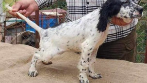 Geyve'de kayıp köpek aranıyor