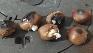 Sakarya'da Çin kestanesi tehtidi…