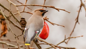 Yıllar sonra ilk kez görüntülendi