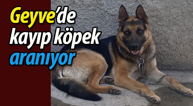 Geyve'de kayıp köpek aranıyor!