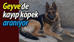 Geyve'de kayıp köpek aranıyor!