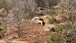 Sivas'ta 'ormanın hayaleti' görüntülendi! 