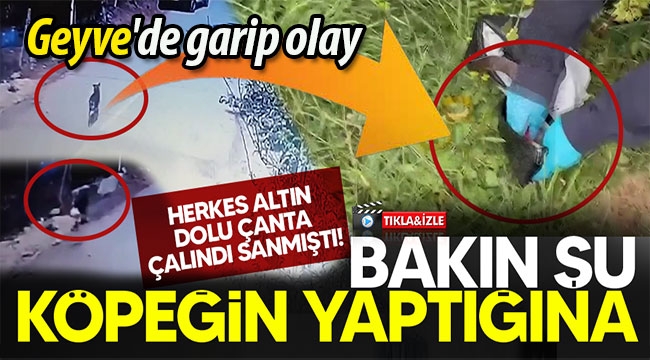 Geyve'de kayıp çantayı köpek almış