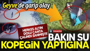 Geyve'de kayıp çantayı köpek almış