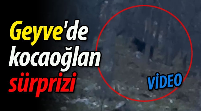 Geyve'de kocaoğlan sürprizi (VİDEO)