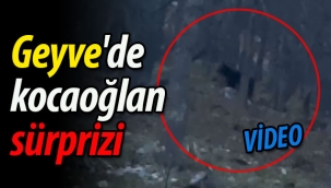 Geyve'de kocaoğlan sürprizi (VİDEO)