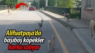 Alifuatpaşa'da başıboş köpekler korku salıyor
