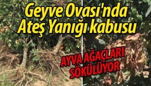 Geyve Ovası'nda Ateş Yanığı kabusu