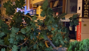 Geyve çarşısında fırtınadan ağaç devrildi