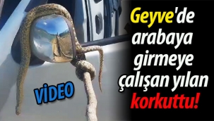 Geyve'de arabaya girmeye çalışan yılan korkuttu