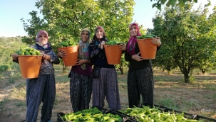 Geyve'de kendi yetiştirip, kendi satıyor