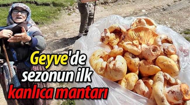 Geyve'de sezonun ilk kanlıca mantarı