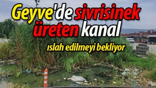 Geyve'de sivrisinek üreten kanal ıslah edilmeyi bekliyor