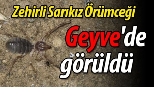 Geyve'de zehirli Sarıkız Örümceği görüldü