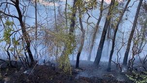 Taraklı'da 5 hektar ormanlık alan yandı