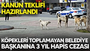 Köpekleri toplamayan belediye başkanına 3 yıl hapis cezası