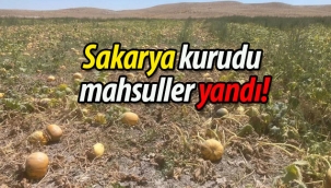 Sakarya Nehri kurudu, mahsüller yandı!
